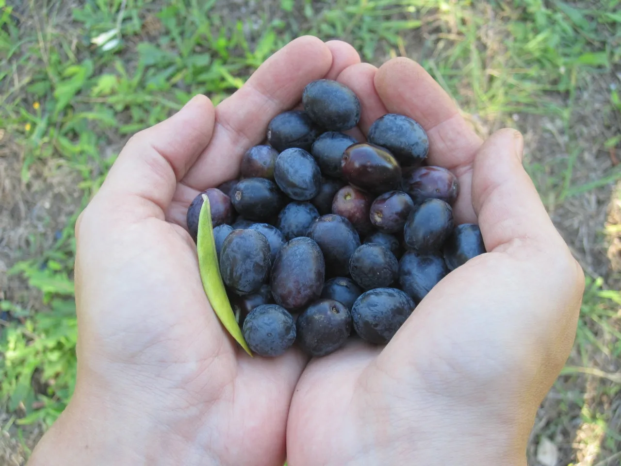 Sapori Autentici